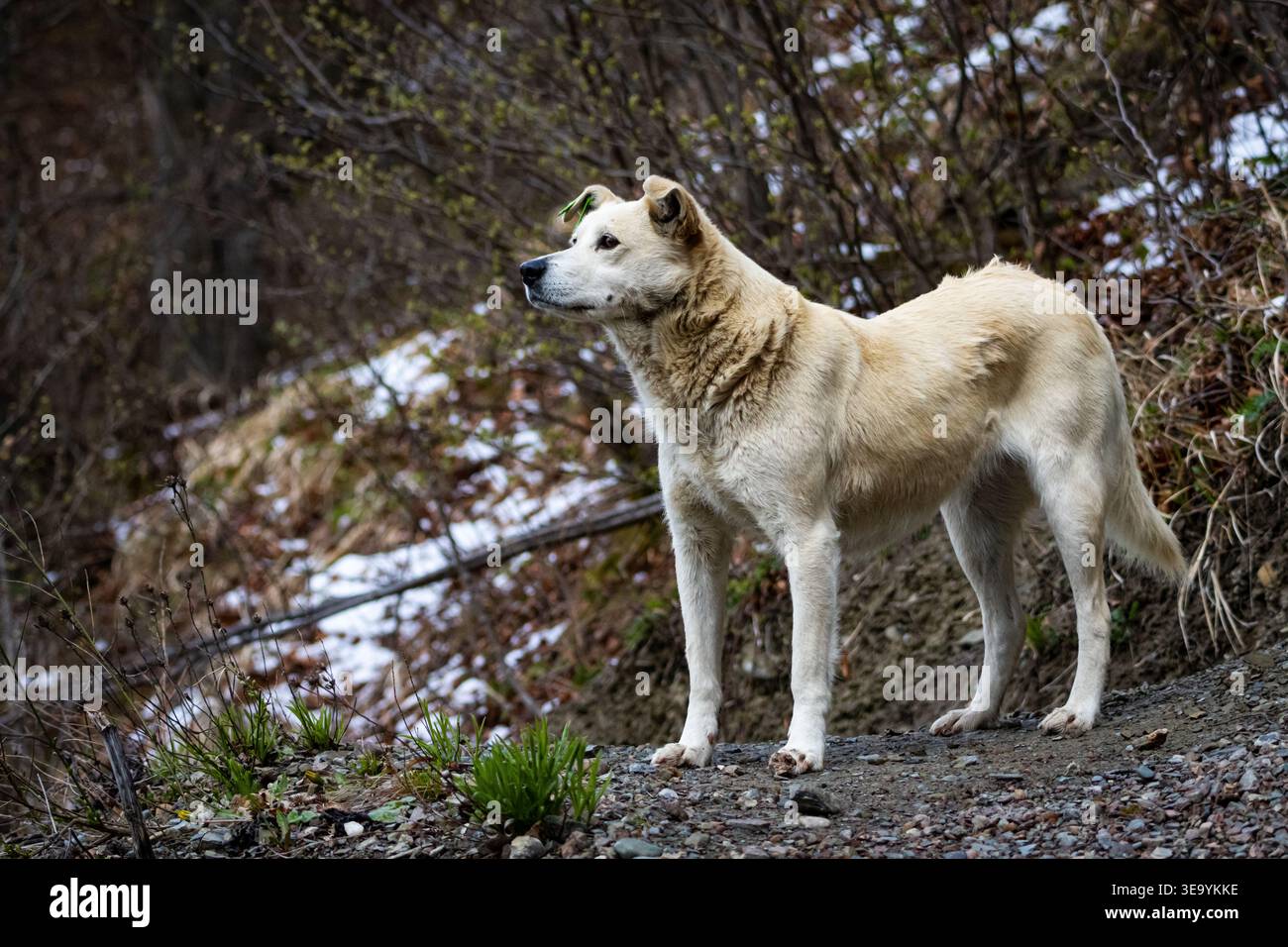 Il cane randagio di colore chiaro si trova su un sentiero roccioso della foresta con macchie di neve che scioglie. La sua struttura robusta e lo sguardo calmo catturano resilienza e tranquillità Foto Stock