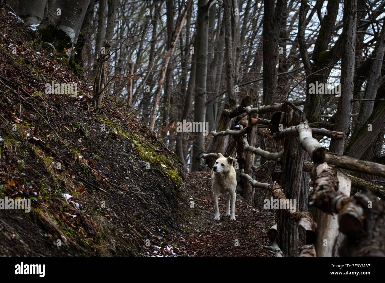 Un cane solitario si trova su uno stretto sentiero boschivo delimitato da rotaie rustiche e da una ripida sponda. I boschi primaverili si sentono tranquilli e piovosi con macchie di meltina Foto Stock