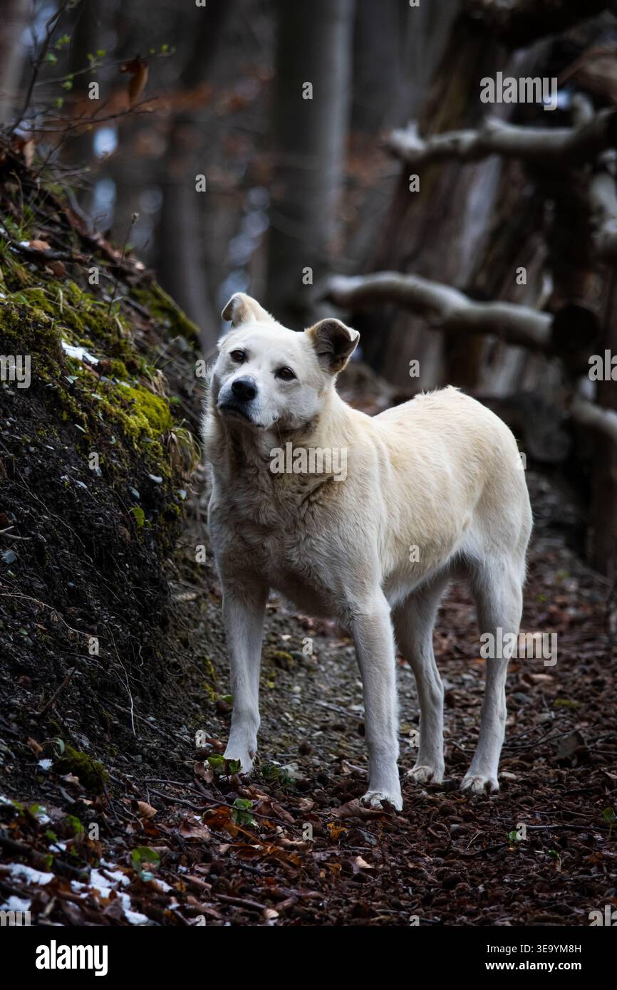 Un cane robusto guarda la telecamera su un tranquillo sentiero nella foresta. La posa è calma e attenta, mentre la luce soffusa solleva la pelliccia pallida sullo sfondo di alberi di rotaia Foto Stock
