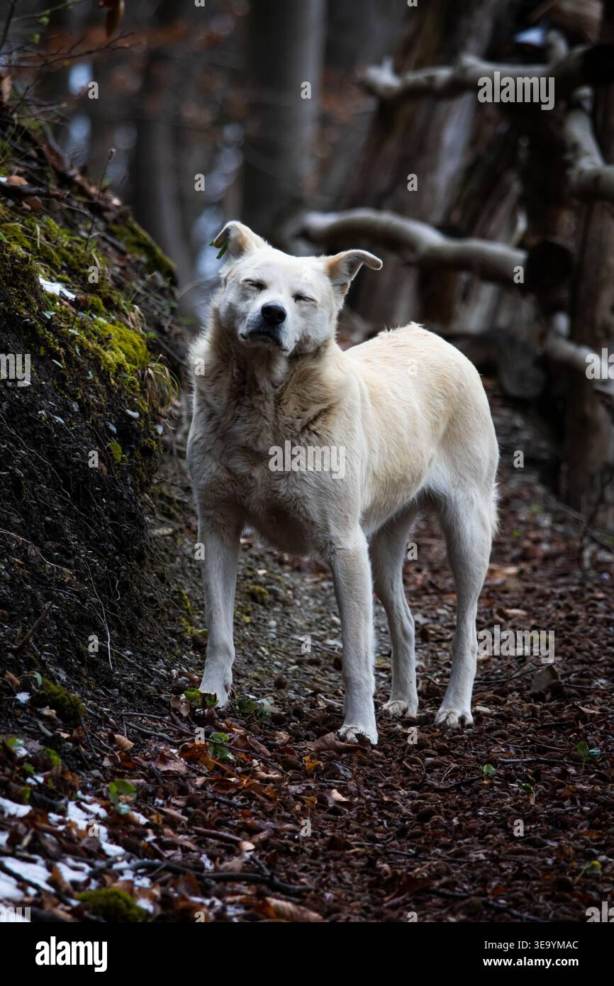 Il cane interrompe il lampeggio sul percorso ombreggiato. Piccoli gesti e pelliccia ruvida rivelano il carattere, mentre l'ambiente della foresta aggiunge umore e delicata profondità al Foto Stock