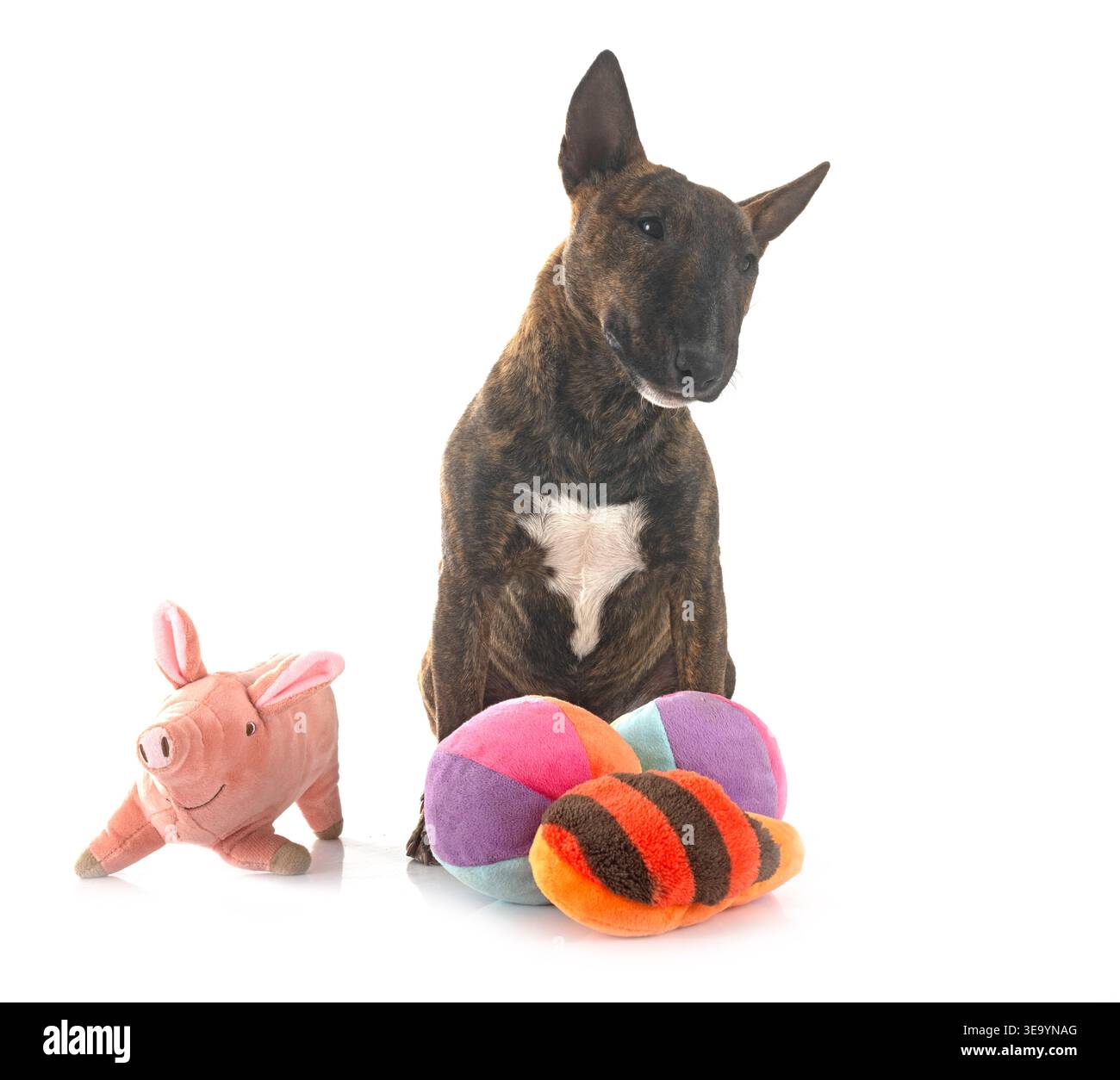 Miniatura bull terrier di fronte a uno sfondo bianco Foto Stock