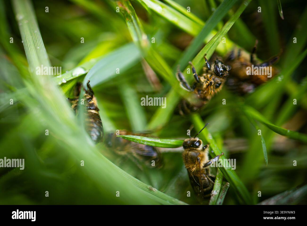 Gruppo di api mellifere aggrovigliati tra le lame di erba verde dopo le piogge. La profondità ridotta rivela gambe piccole ali bagnate e confusione vivace mentre è vivace Foto Stock