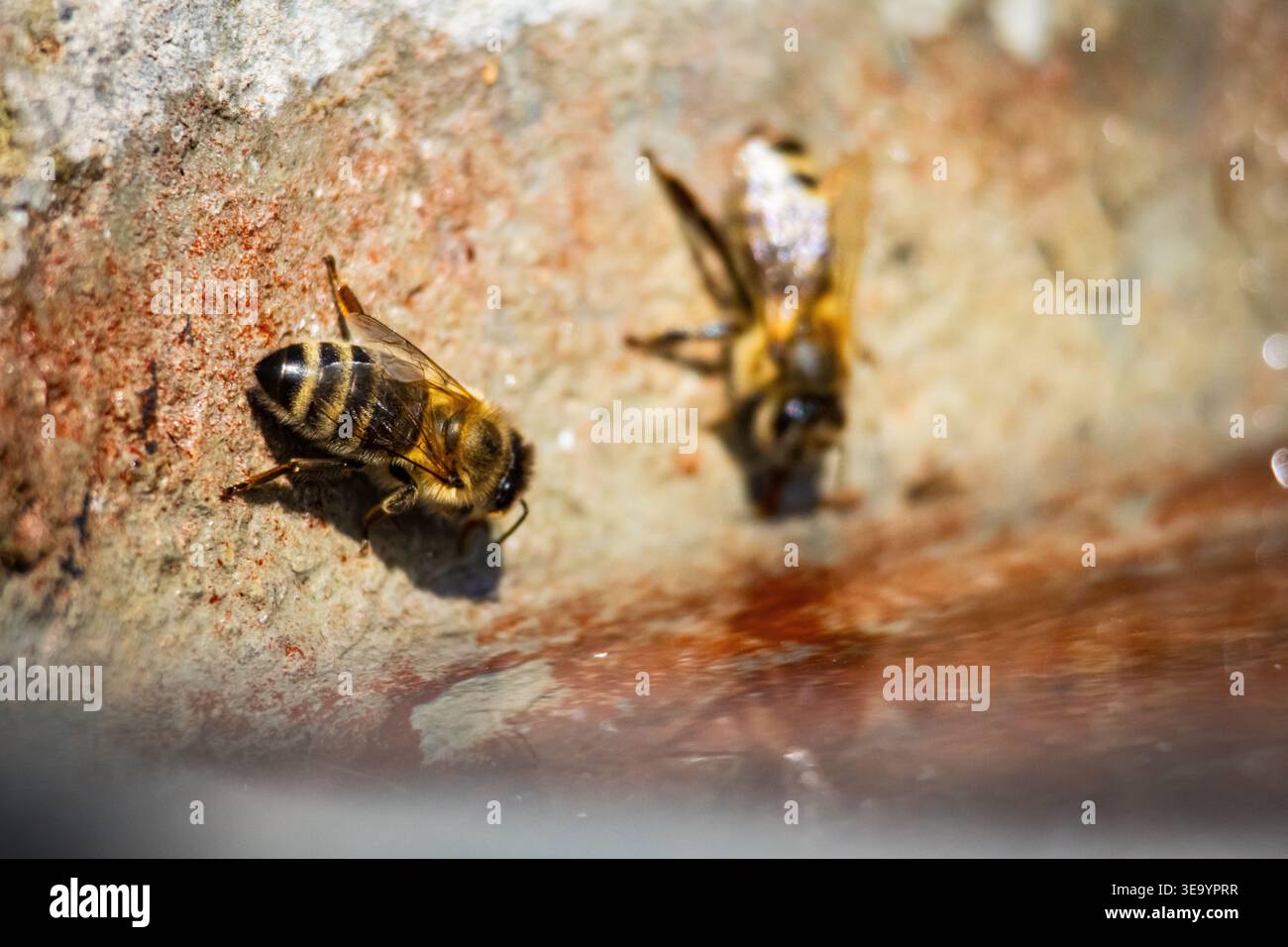 Due api mellifere si riuniscono su una sporgenza di cemento grezzo sopra un sottile strato d'acqua che mostra ali luccicanti e strisce audaci mentre si fermano nel caldo di drin Foto Stock