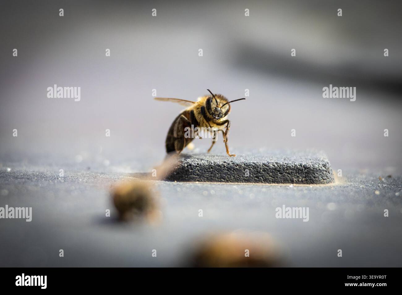 L'ape a nido d'ape si trova su un'imbottitura rialzata su una superficie grigia ruvida con una profondità di campo ridotta. I piccoli dettagli delle gambe e delle ali delle antenne sono visibili come la piccola p Foto Stock