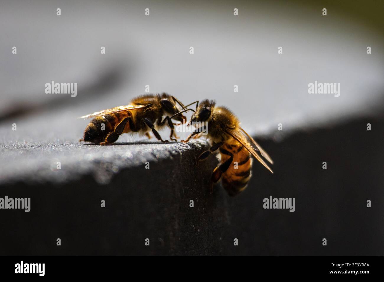 Due api mellifere si fronteggiano su un bordo ruvido. Uno si aggancia al lato verticale mentre l'altro si aggrappa sopra e sembra che si scambiino informazioni Foto Stock