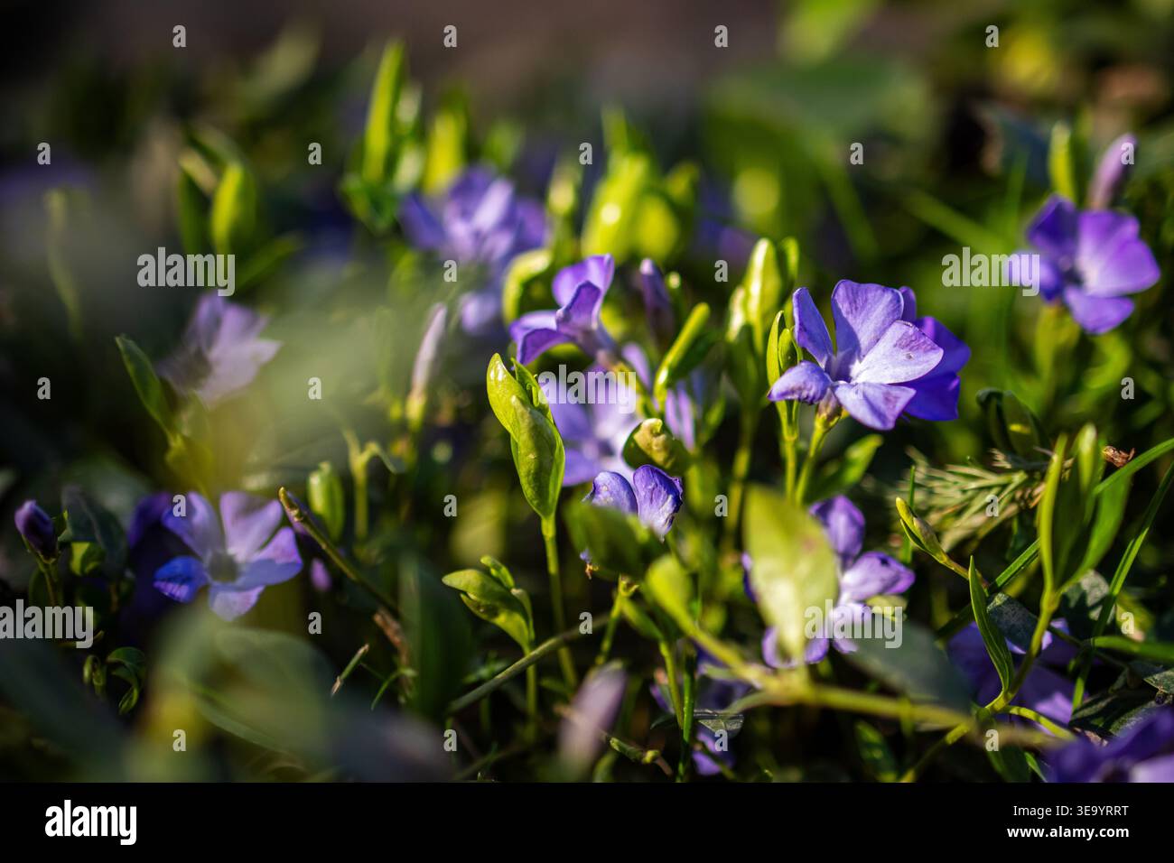 I fiori pervincenti brillano sotto il sole in mezzo a foglie lucide. La messa a fuoco superficiale isola i petali viola, mentre i verdi freschi si sfocano delicatamente suggerendo il resil Foto Stock