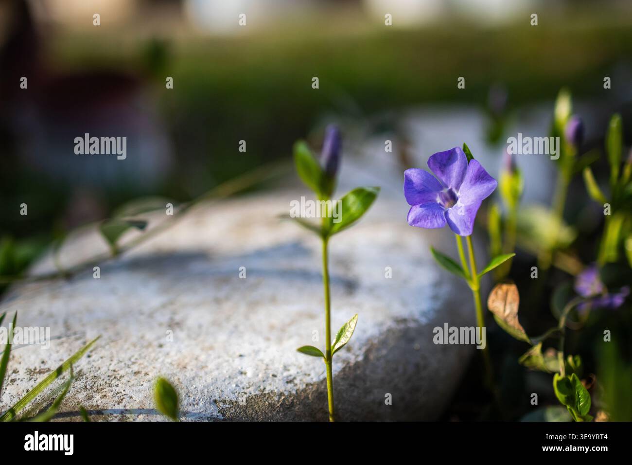 I fiori di Periwinkle si innalzano accanto a una pietra bianca liscia che cattura una luce calda. La scena mostra una copertura del terreno resistente che spinge una nuova crescita e una sfocatura morbida Foto Stock