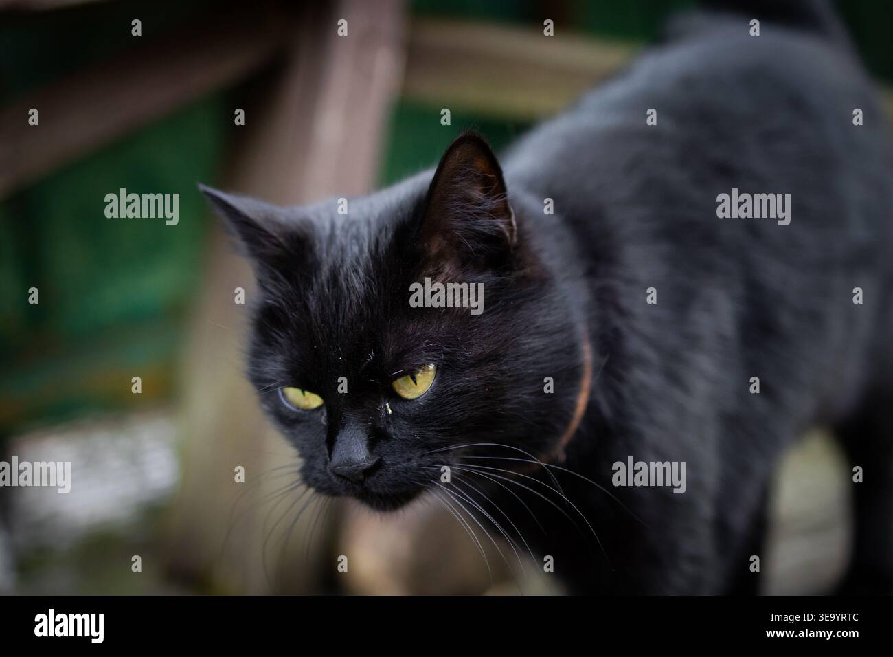 Il gatto nero con occhi gialli perforanti si muove con attenzione in luce soffusa. La pelliccia elegante e i baffi di allarme creano un misterioso ritratto felino Foto Stock
