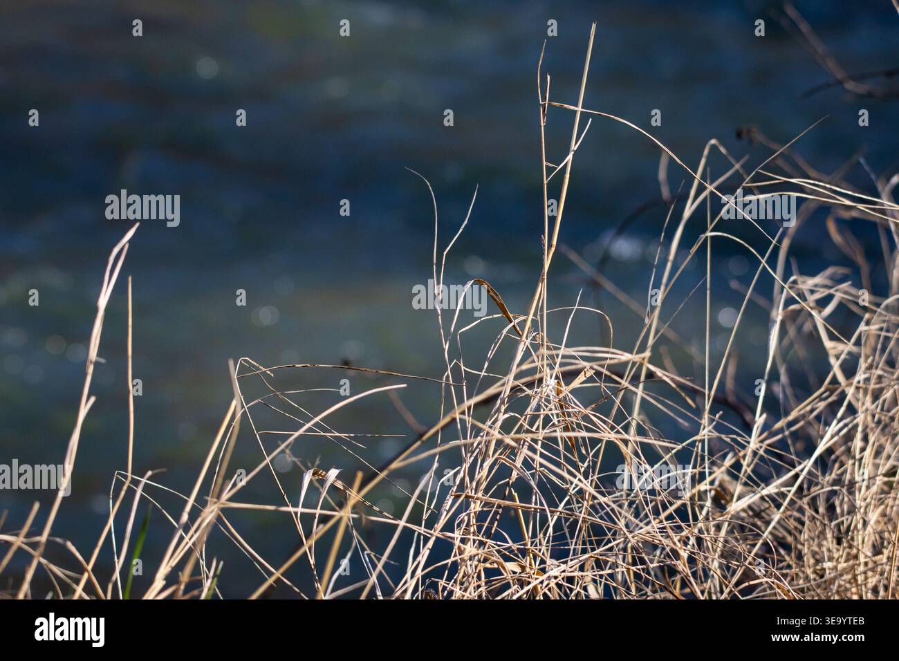 Le erbe secche retroilluminate fiancheggiano un flusso fluente con gambi di salviette tracciati contro l'acqua azzurra soffice le scintillanti increspature si sfocano nel bokeh Foto Stock
