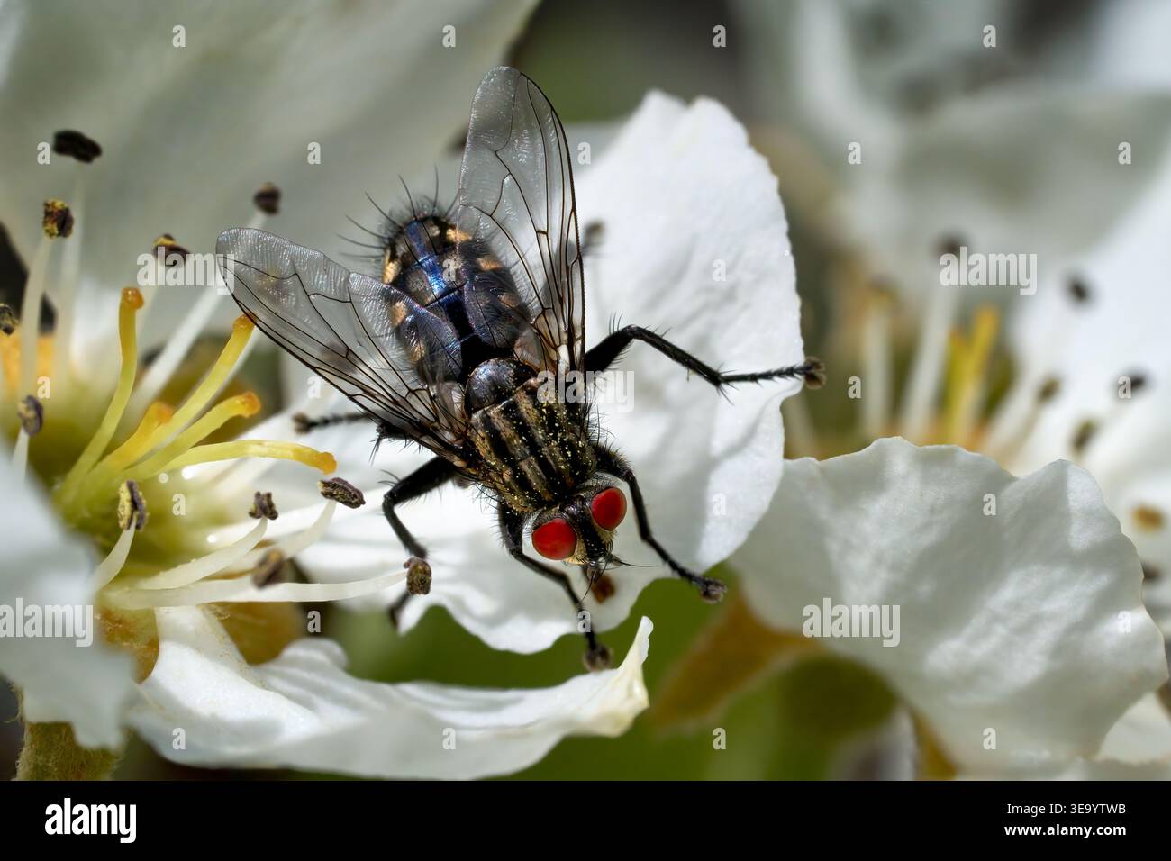 Flesh Fly (Sarcophaga sp.) primo piano su una fioritura di pere Foto Stock