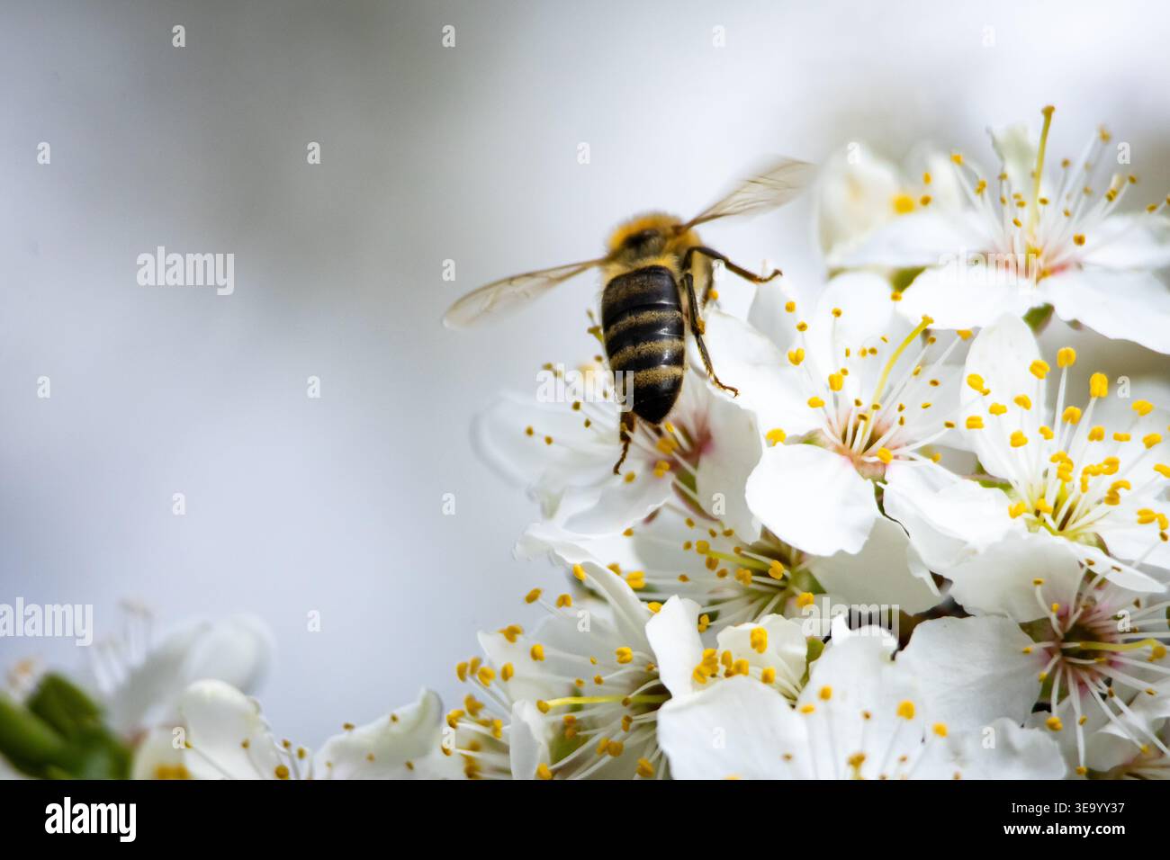 Un'ape di miele si avvicina alla testa di un fiore bianco con le gambe allungate. I dettagli delle antenne e dei peli degli occhi sono nitidi contro il delicato bokeh mentre il polline è ricco Foto Stock