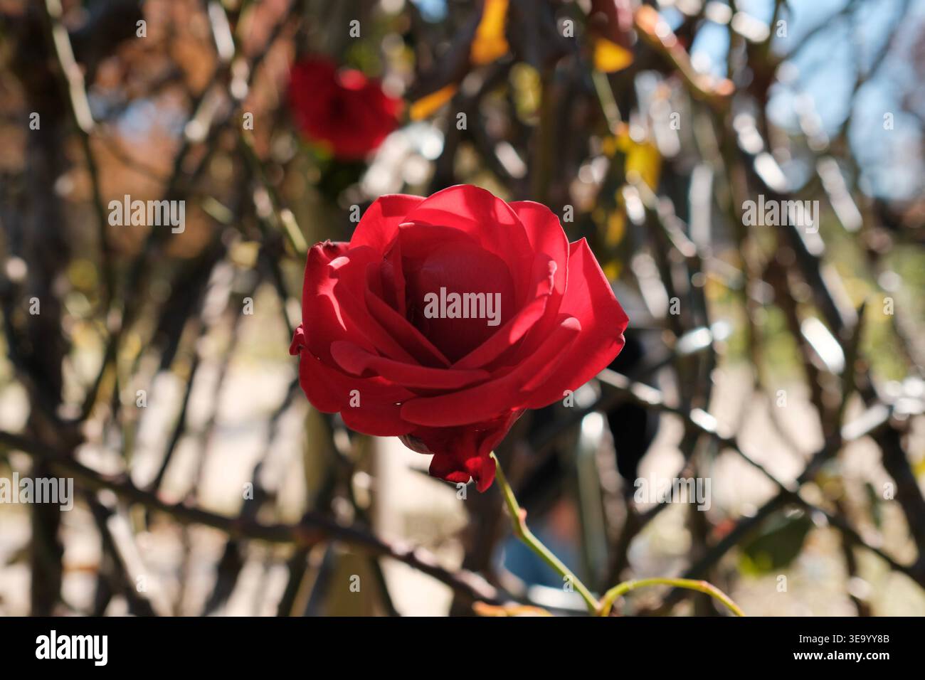 Vivace rosa rossa che fiorisce su un arbusto spinoso alla luce del sole Foto Stock