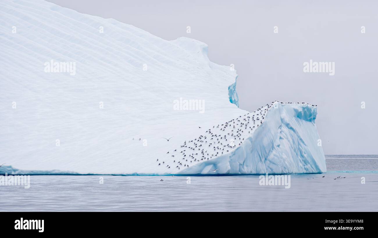 Superficie dell'iceberg artico che ospita una colonia di uccelli in Groenlandia Foto Stock
