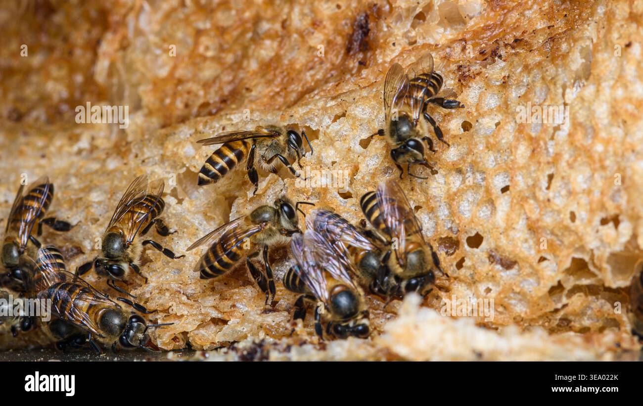 Le api mellifere formano un grande gruppo, lavorando e spostandosi attivamente su un favo grezzo e testurizzato, mettendo in risalto la vita naturale degli insetti. Fotografia in Thailandia, nessuna gen Foto Stock