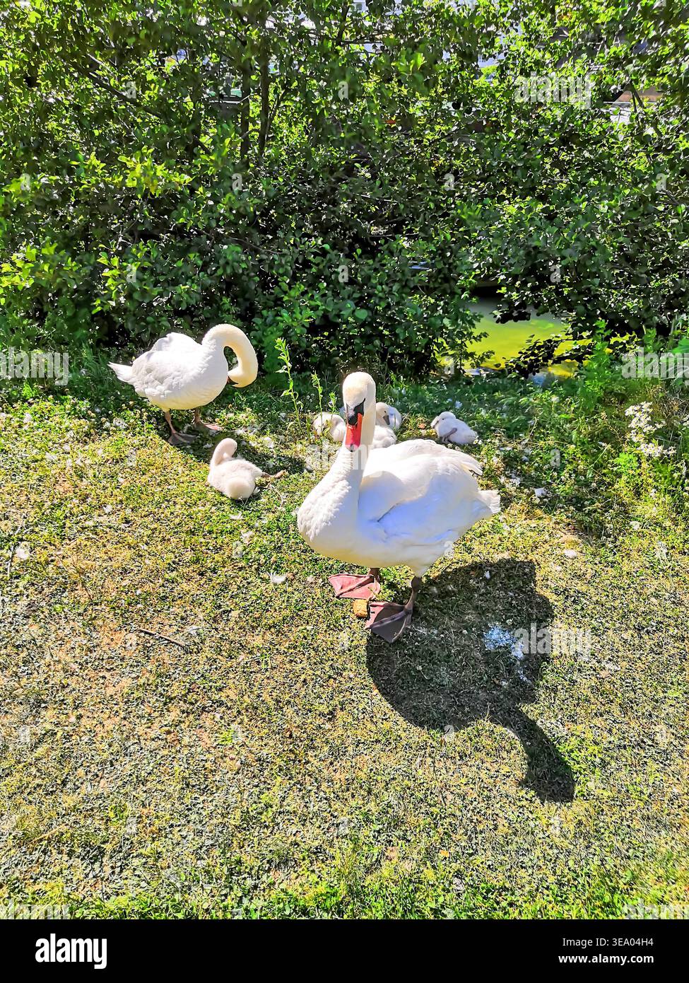 Una famiglia di cigni muti con giovani cignette che riposano sull'erba verde vicino all'acqua in una giornata di sole. Foto Stock