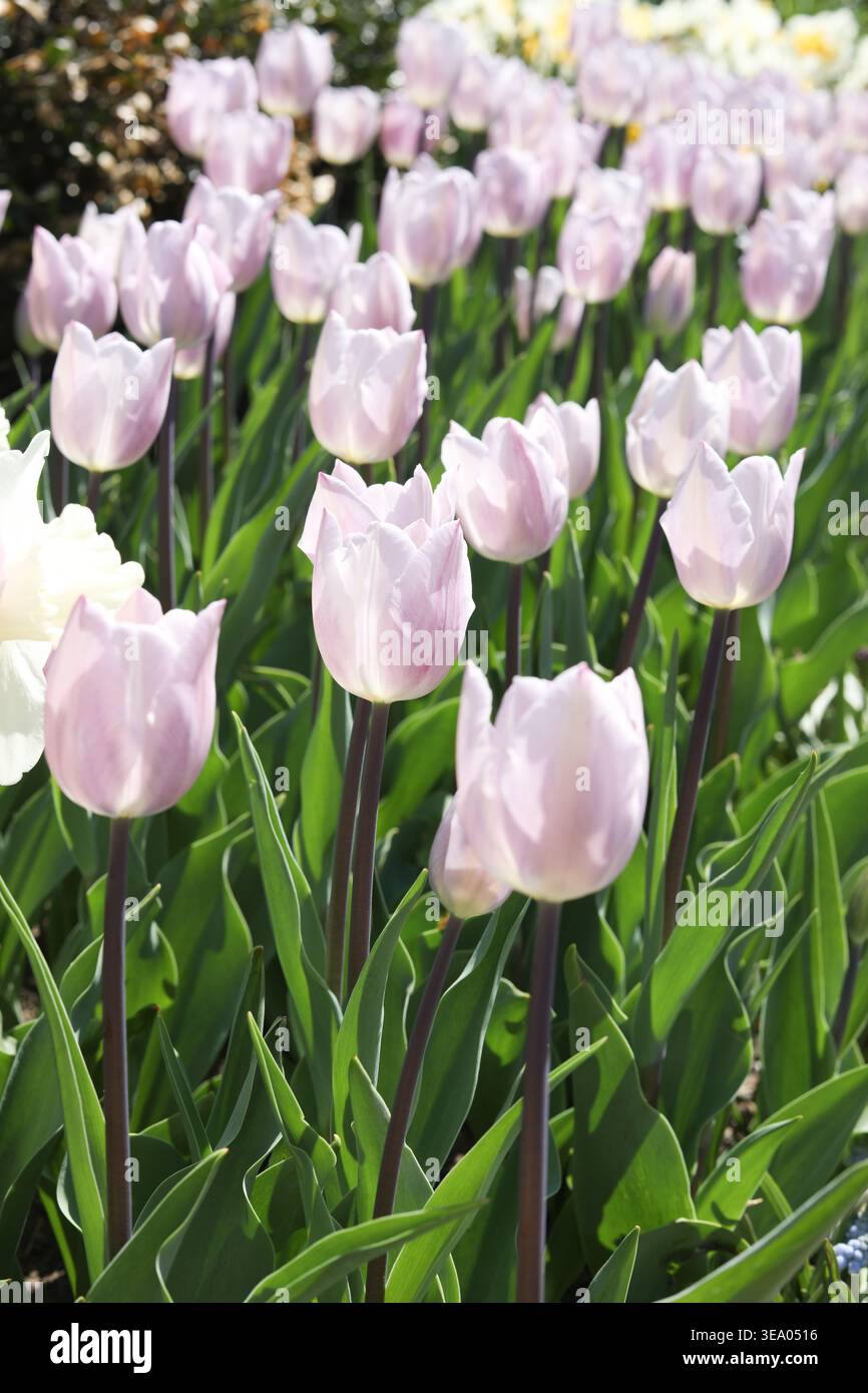 Tulipano nuvola d'argento viola chiaro nel giardino della serra di Central Park Foto Stock