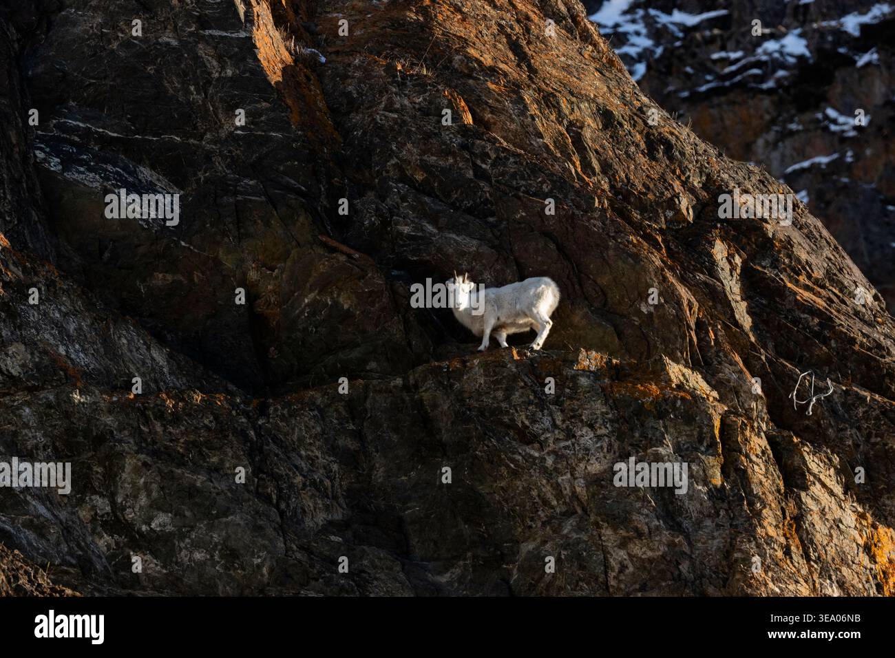 Dalla Sheep Ewe sulla faccia di Rocky Cliff in Alaska Foto Stock