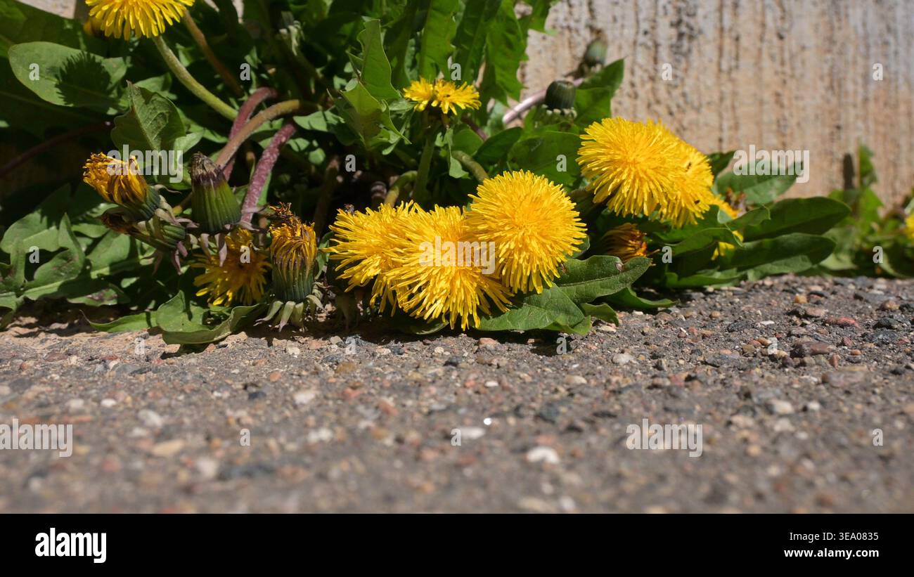Fiori luminosi e soffici di tarassio in varie fasi di fioritura, dai boccioli verdi alle teste aperte che si affacciano sul sole. Foglie basali profondamente dentate formano nuovamente una rosetta verde Foto Stock