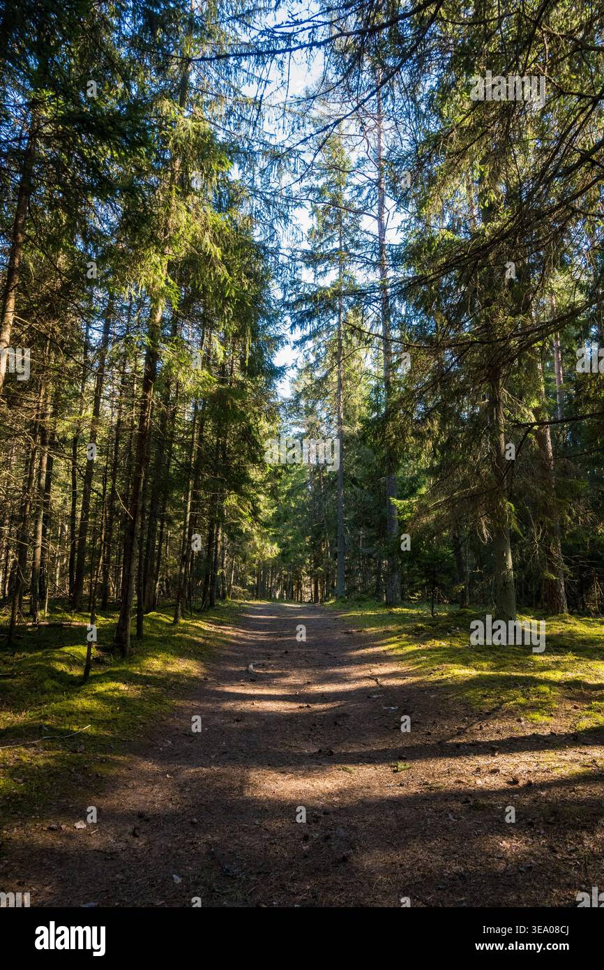 Modello a contrasto di faretti luminosi e lunghe ombre trasversali sul pavimento della foresta da baldacchino sempreverde che perfora il sole. Atmosfera tranquilla, fresca e tranquilla di Foto Stock