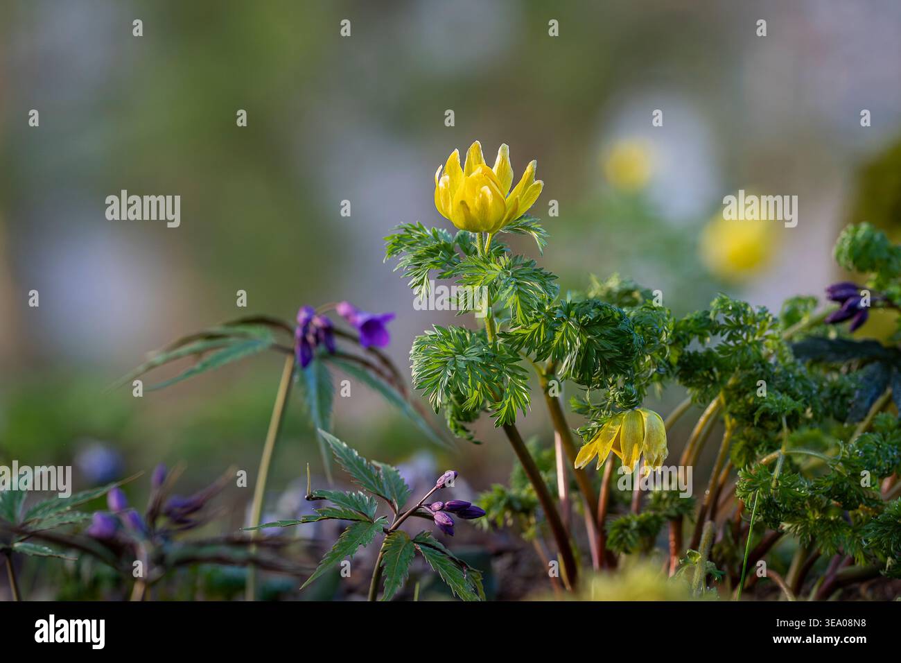 Fiore giallo Adonis amurensis (occhio di fagiano) fiorito all'inizio del giardino primaverile, circondato da foglie verdi fresche e bokeh morbido, macro primo piano. Foto Stock