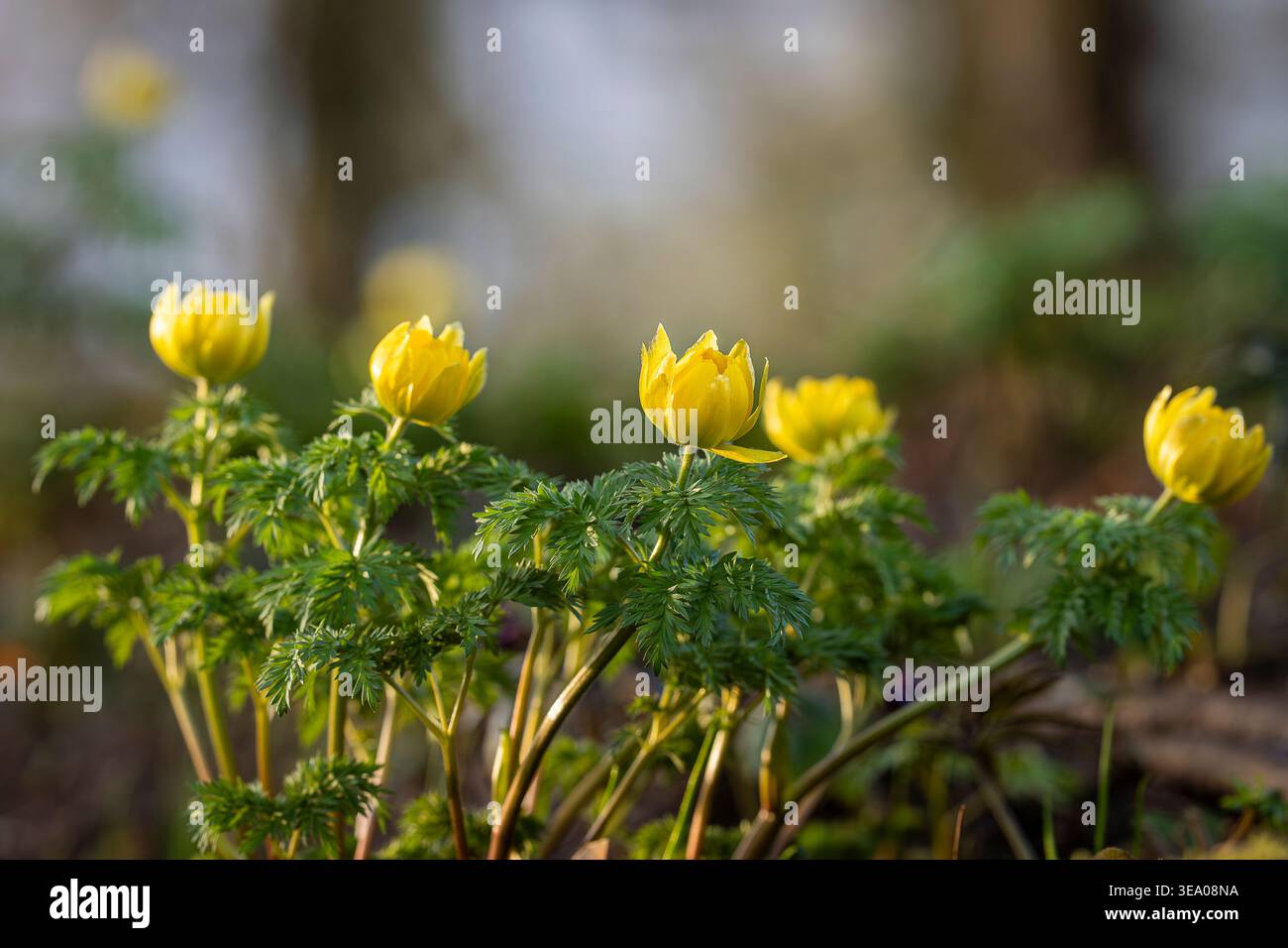 Fiore giallo Adonis amurensis (occhio di fagiano) fiorito all'inizio del giardino primaverile, circondato da foglie verdi fresche e bokeh morbido, macro primo piano. Foto Stock