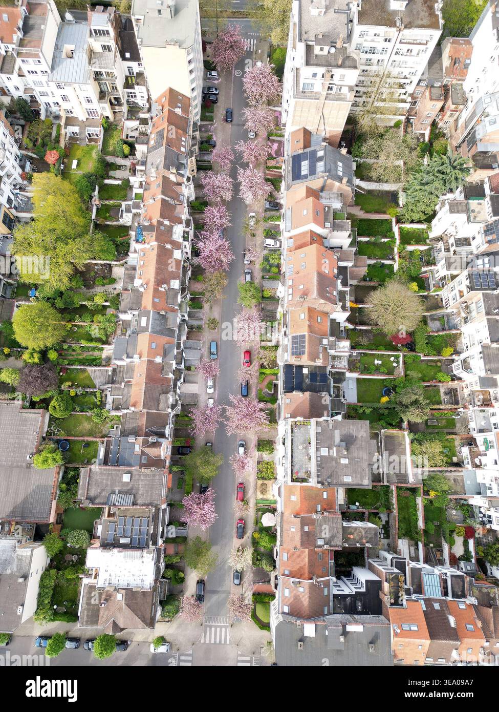 Veduta aerea di una strada fiancheggiata da alberi di ciliegio in piena fioritura, i loro fiori rosa contrastano con i tetti rossi e la vegetazione lussureggiante dei resi Foto Stock