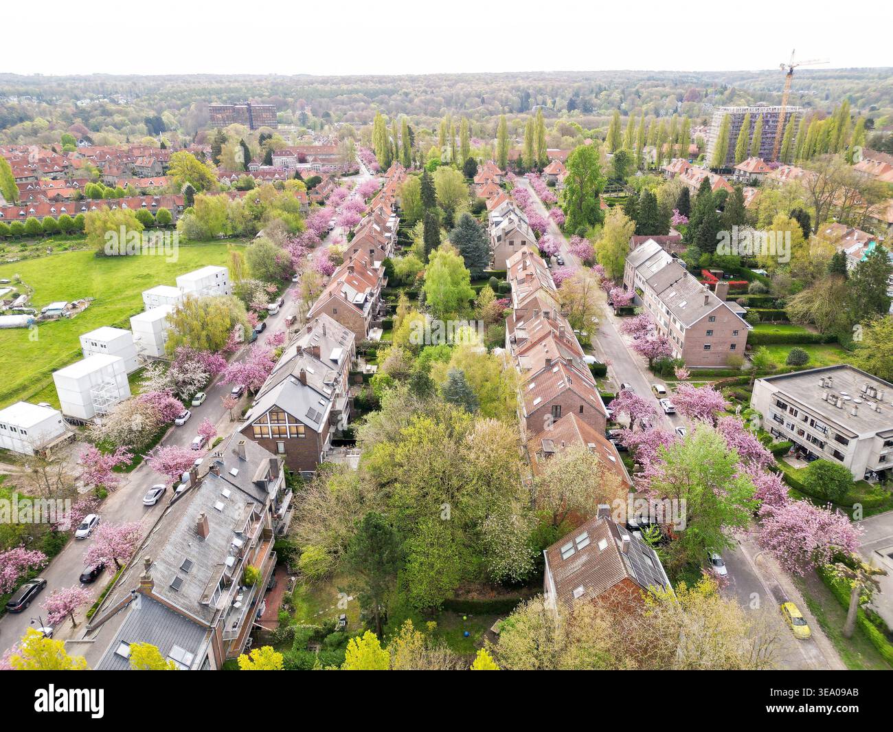 Veduta aerea di file di case con vivaci ciliegi rosa che fiancheggiano le strade, che proiettano una luce soffusa sul quartiere, Bruxelles, Belgi Foto Stock