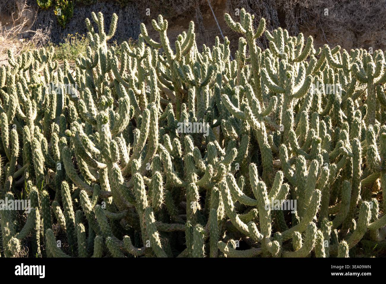 Cactus con retroilluminazione Foto Stock