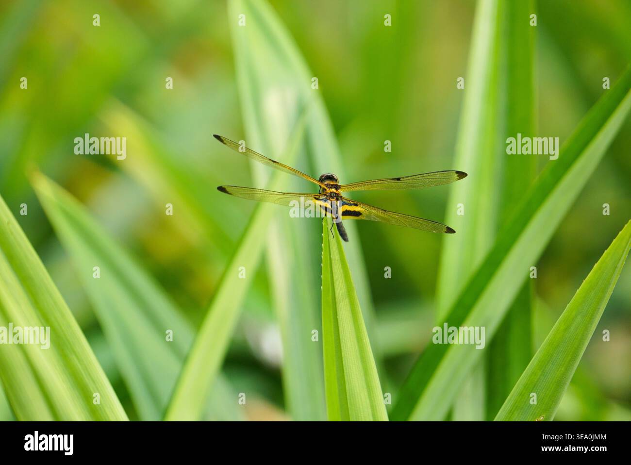 Una libellula poggia su una lama di erba verde in un ambiente naturale Foto Stock