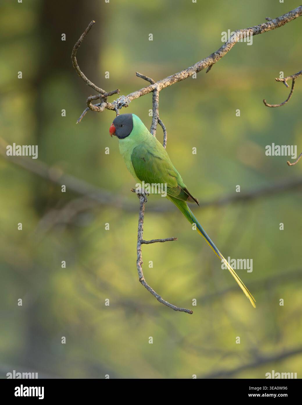 Parakeet con testa di Slaty arroccato sul ramo degli alberi a Janjehli, distretto di Mandi, Himachal Pradesh, India. Foto Stock
