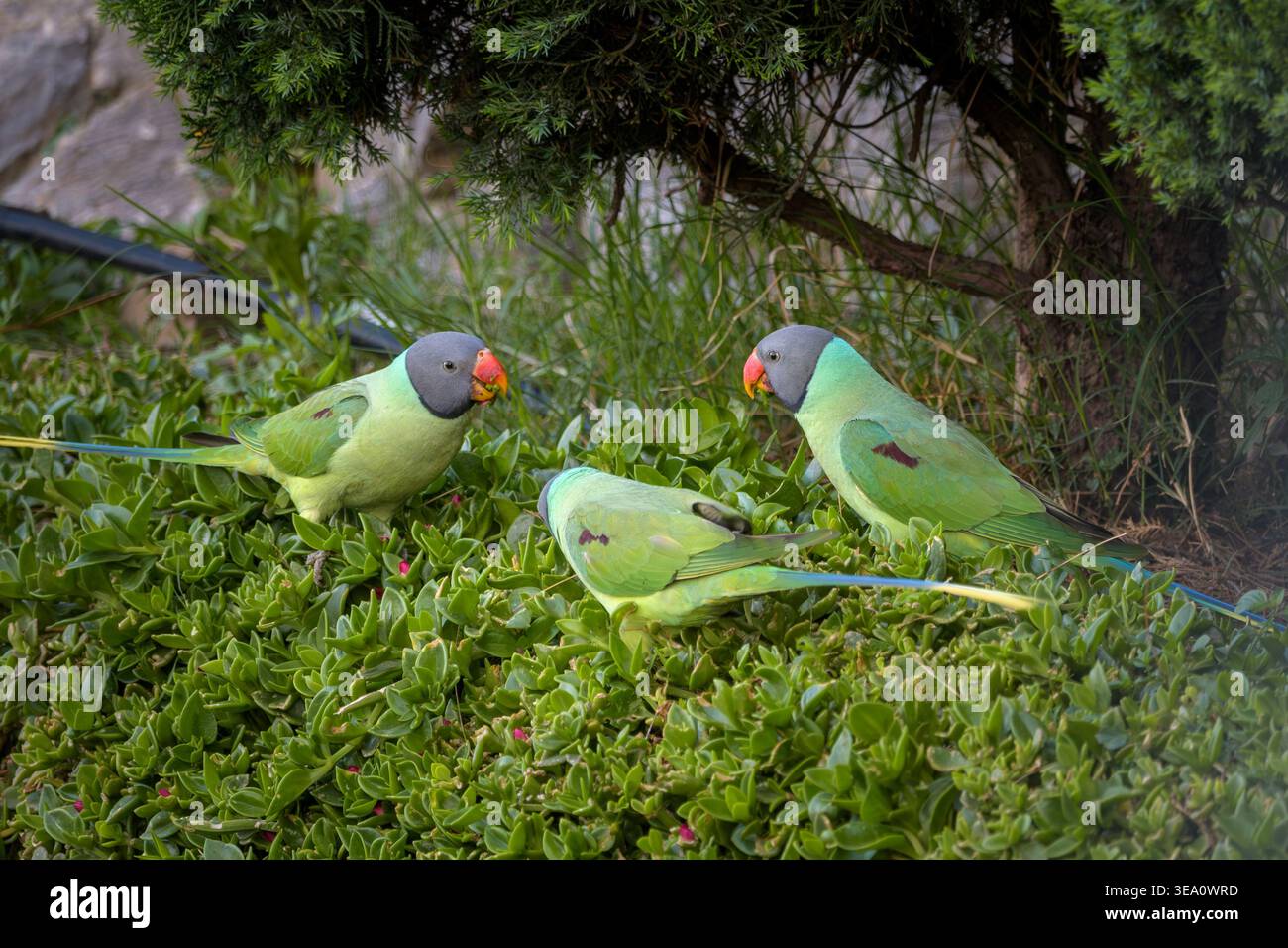 Parakeets a testa di laty che si nutrono di vegetazione a Janjehli, distretto di Mandi, Himachal Pradesh, India. Foto Stock