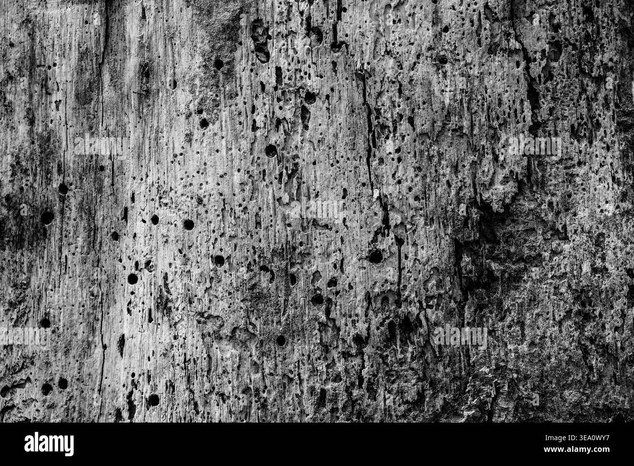 Tronco d'albero bianco e nero ad alto contrasto con numerosi pozzi e usura Foto Stock