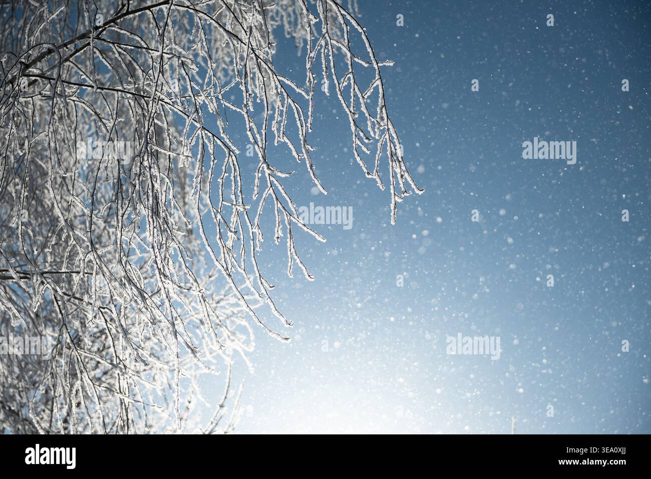 Gelate brillanti e polvere di neve alla luce del sole invernale. Primo piano di sottili rami carichi di gelo che si affacciano su un cielo blu vibrante con scintillanti particelle di neve Foto Stock