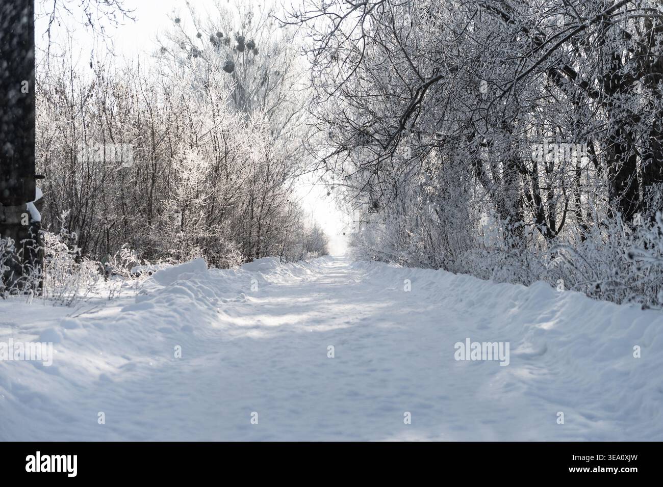 Un sentiero immacolato e innevato conduce attraverso un tunnel di alberi e arbusti ricoperti di gelo illuminati dalla luce soffusa invernale che crea un'atmosfera serena Foto Stock