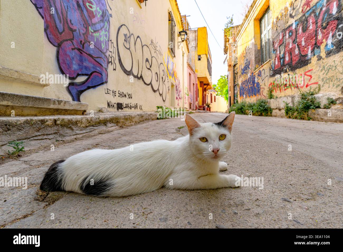 Gatto nei vecchi vicoli del quartiere Plaka, Atene, Grecia Foto Stock