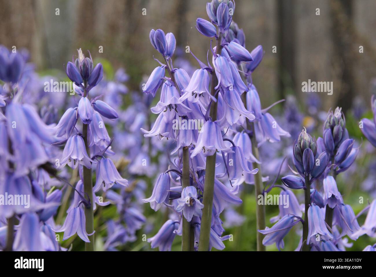 bellissimi campanelli con fiori di campana conici in primo piano in un giardino in primavera Foto Stock