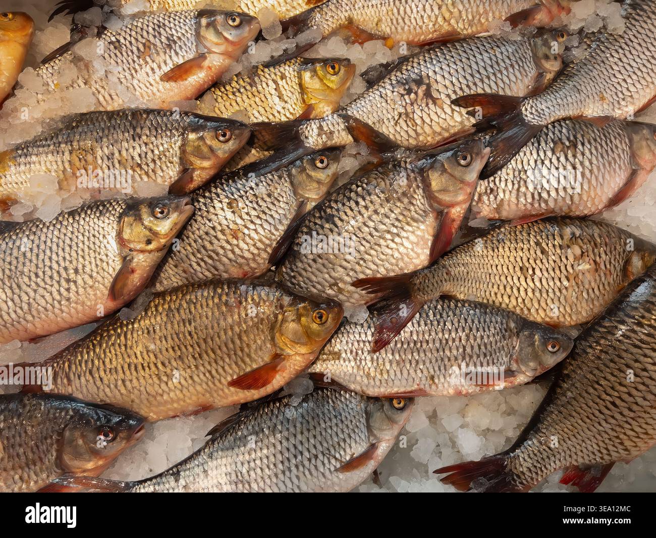 Varietà di cibo locale osservata nel comune scarafaggio esposto sul ghiaccio nel mercato centrale di riga, che rappresenta la selezione quotidiana di pesce e i tradizionali piatti del baltico Foto Stock