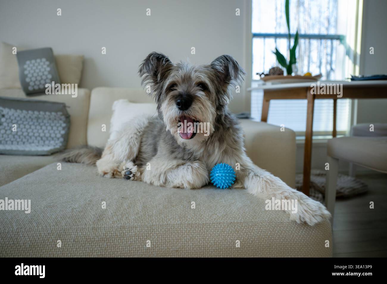Piccolo cane felice con palla giocattolo appoggiata sul divano in un accogliente ambiente domestico Foto Stock