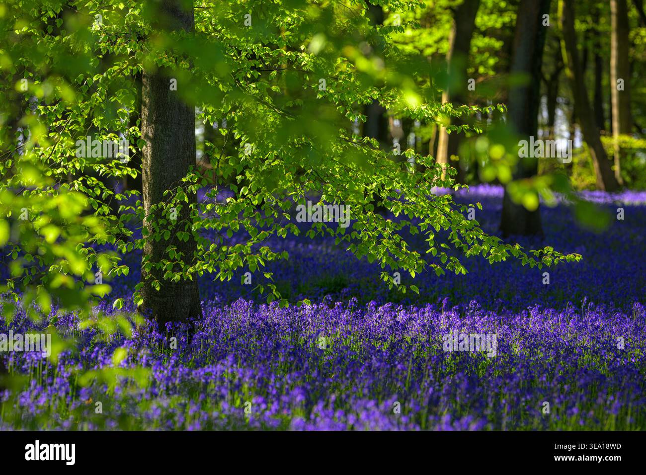 Luce e ombra mentre i rami della luce del sole del mattino presto cadono sui rami di un albero con nuove foglie verdi brillanti e campanelli che coprono un pavimento boschivo Foto Stock