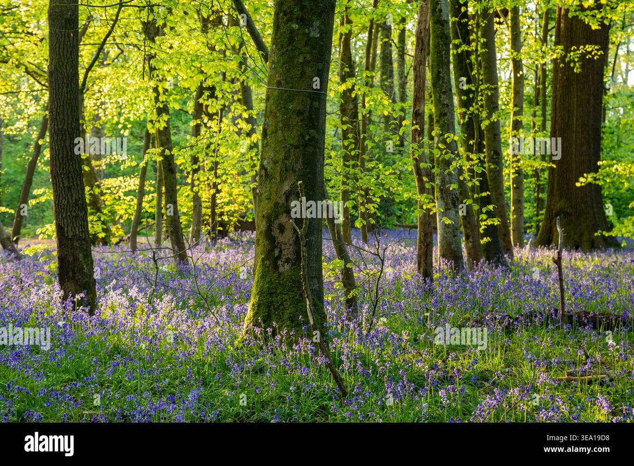 Campanelli a Stanmer Park vicino a Brighton, East Sussex, Inghilterra. Foto Stock