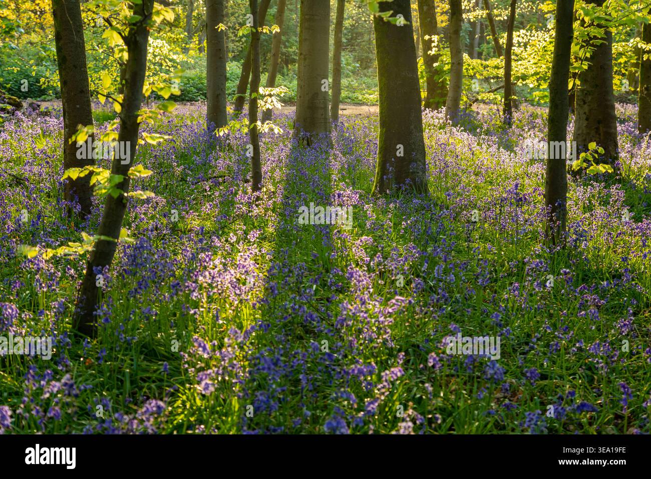 Campanelli a Stanmer Park, nell'East Sussex, Inghilterra. Foto Stock