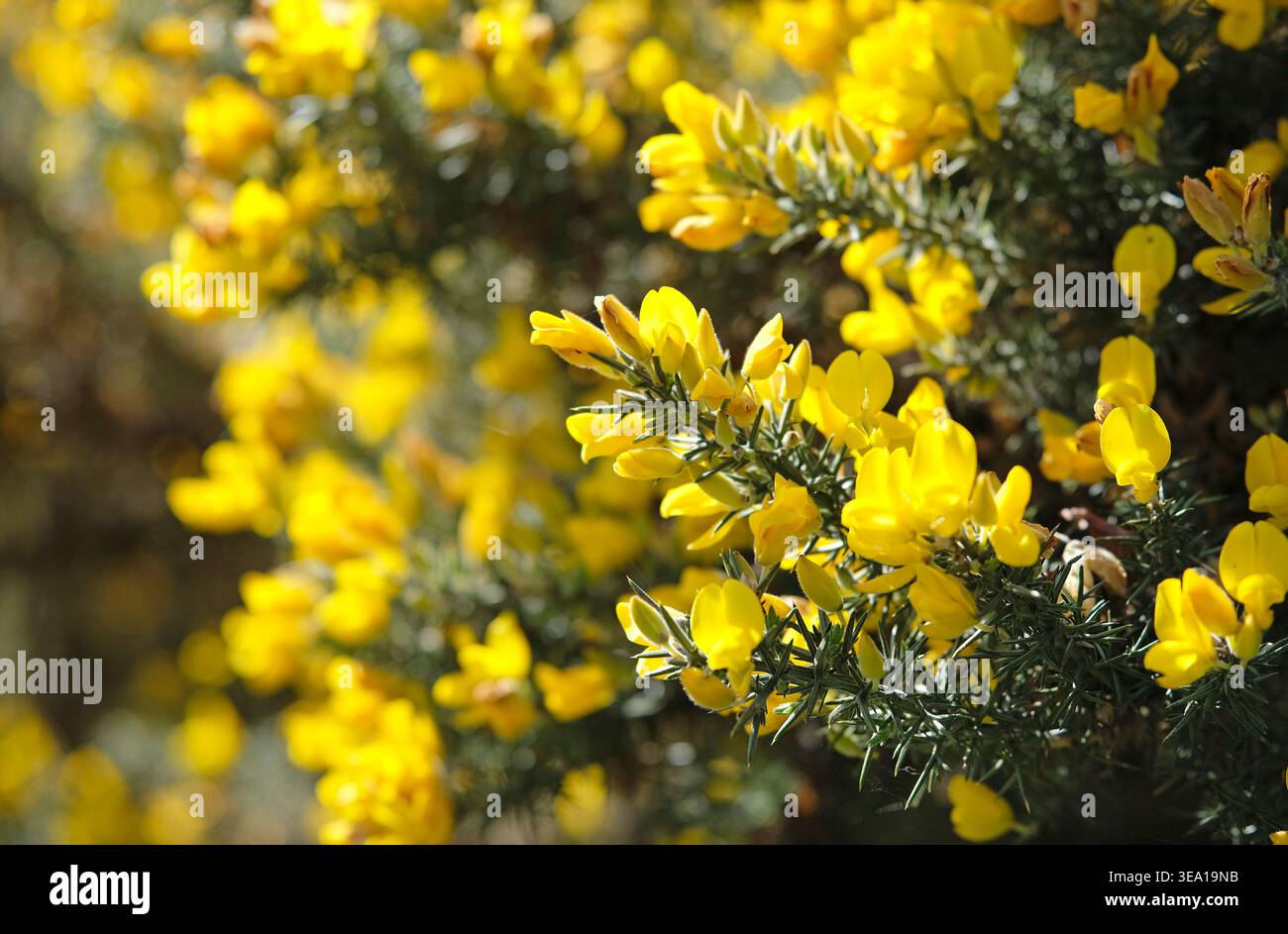 primo piano di fiori gialli fioriti su bush, norfolk, inghilterra Foto Stock