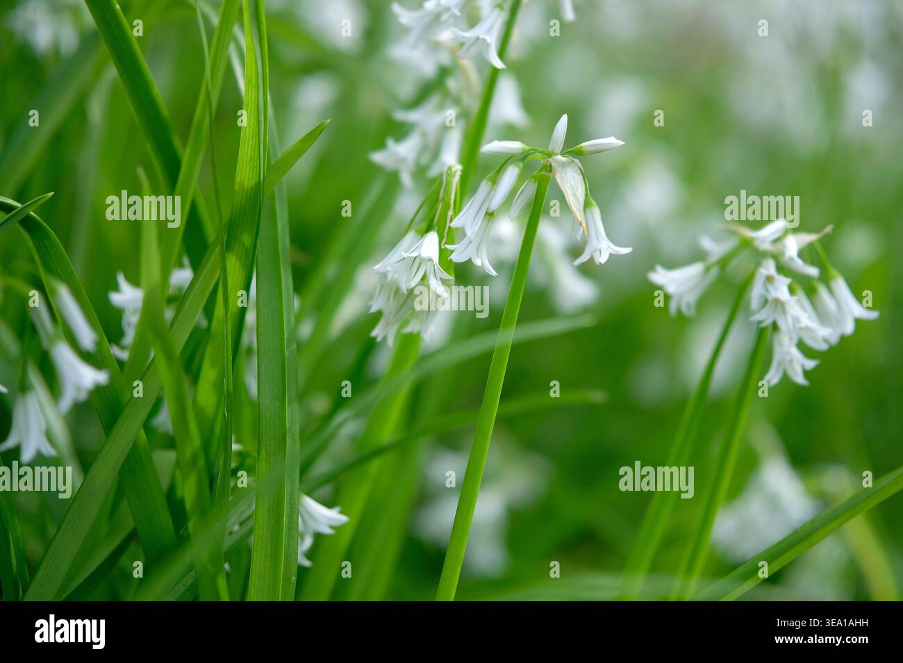 campanelli bianchi, variante albino che cresce nel bosco primaverile, norfolk, inghilterra Foto Stock