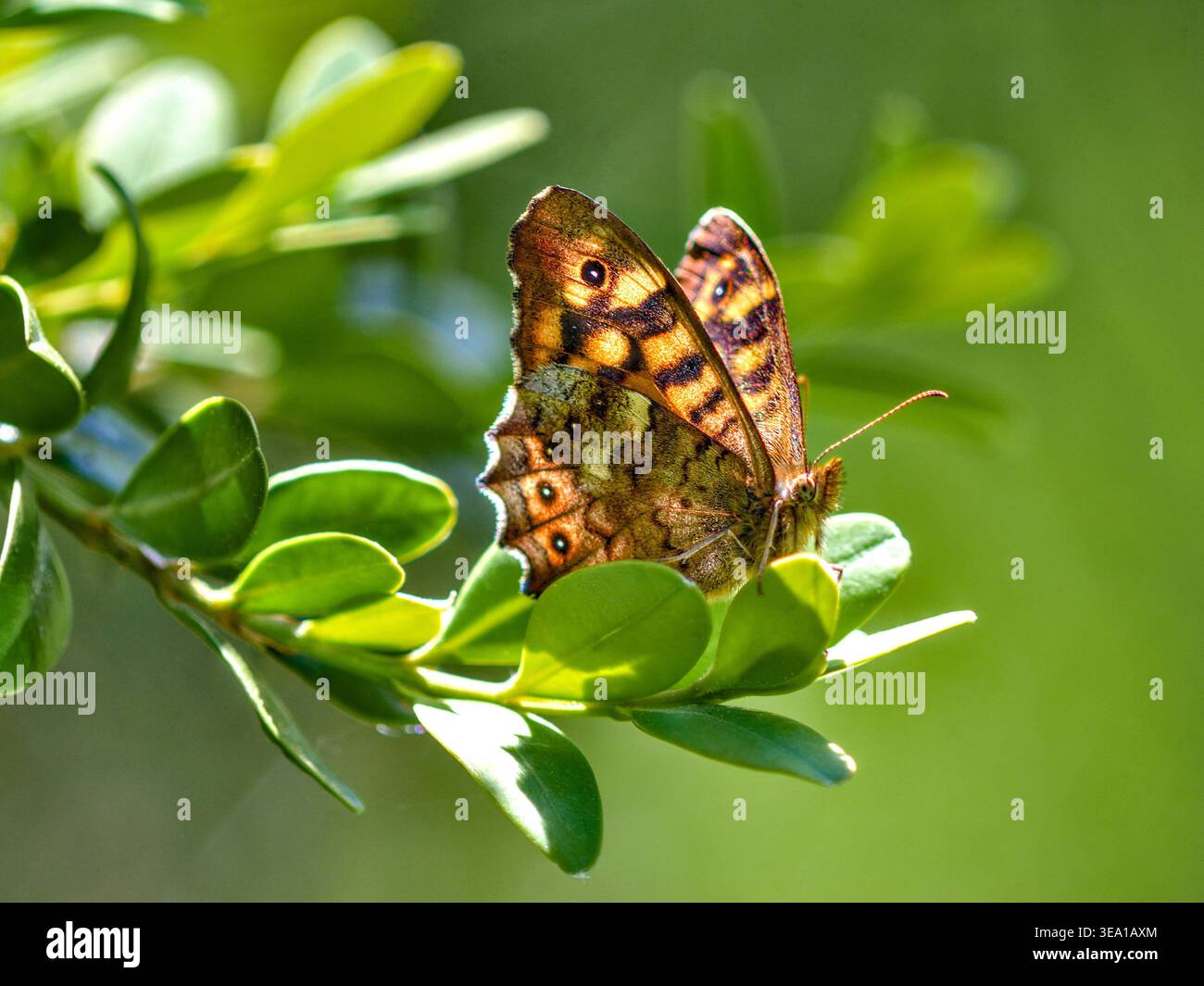 Farfalla marrone murale (Lasiommata megera) che riposa su foglie di albero scatola in giardino - Francia centrale. Foto Stock
