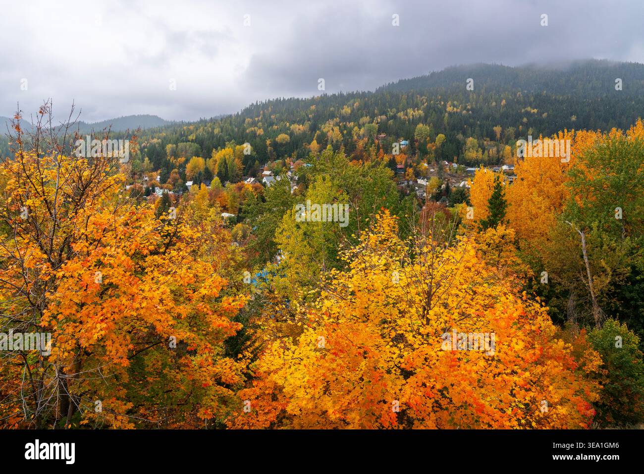 Rossland Homes in Autumn Colours Canada gli alberi circondano le case a Rossland BC, nella regione di Kootenays nella Columbia Britannica, Canada. Foto Stock