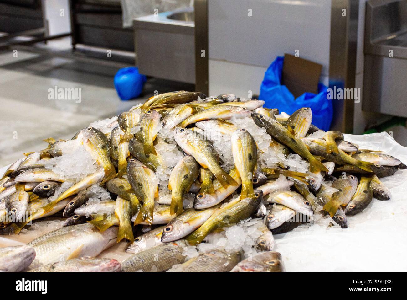 Un grande mucchio di pesci freschi e interi con strisce gialle mescolate con ghiaccio tritato in mostra in un mercato di pesce al coperto. Foto Stock