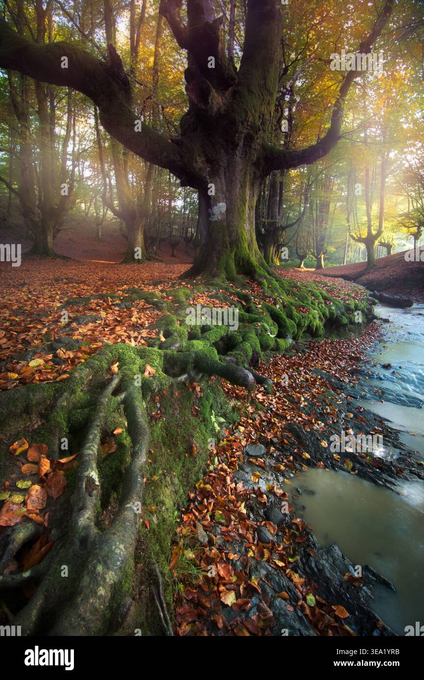 La Foresta di faggi di Otzarreta è una foresta magica, un luogo fantastico da esplorare nel cuore del Parco naturale di Gorbeia Foto Stock