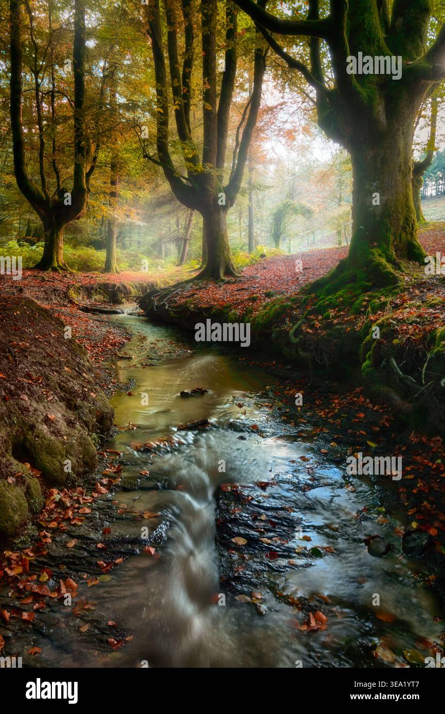 La Foresta di faggi di Otzarreta è una foresta magica, un luogo fantastico da esplorare nel cuore del Parco naturale di Gorbeia Foto Stock