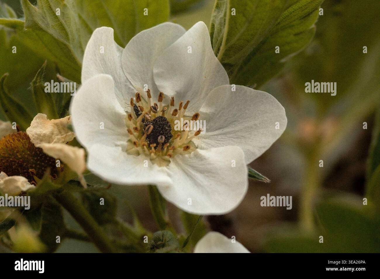 Fiore di fragole bianco macro con foglie verdi Foto Stock