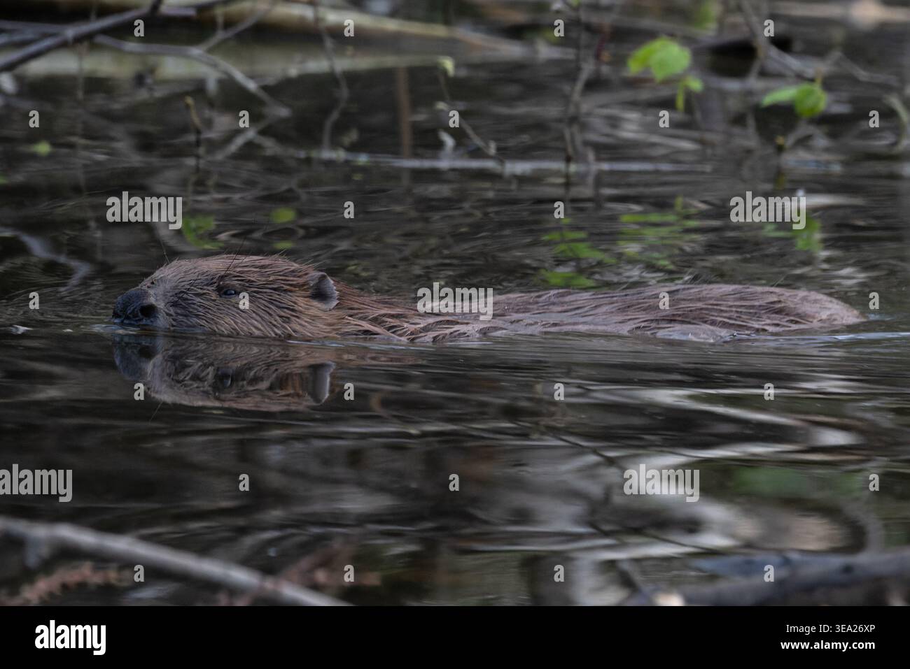 Riintroduzione del castoro eurasiatico (fibra di Castor) nuotando a Norfolk aprile 2026 Foto Stock